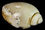 Polished, Chalcedony Replaced Gastropod Fossil - India #133539-1